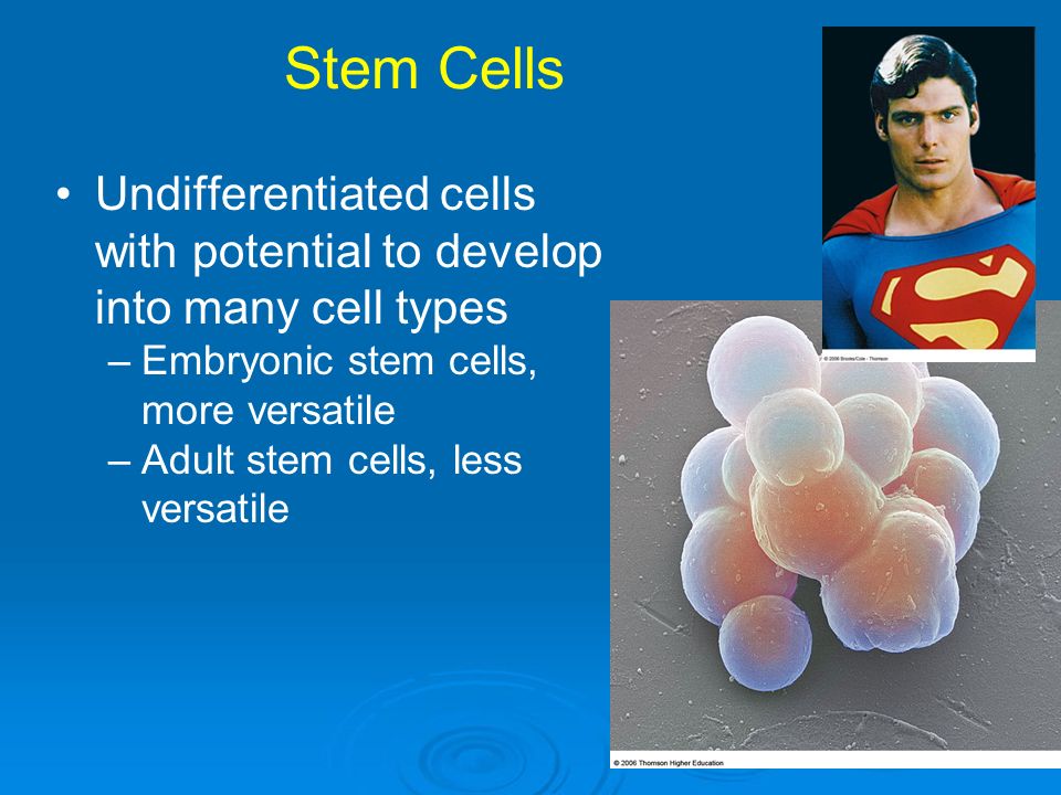Potential of adult stem cells